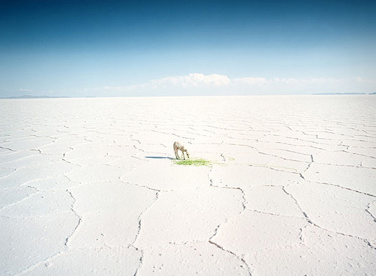 scarlett hooft graafland - green Scarlett Hooft Graafland - Green © Scarlett Hooft Graafland courtesy Michael Hoppen Contemporary